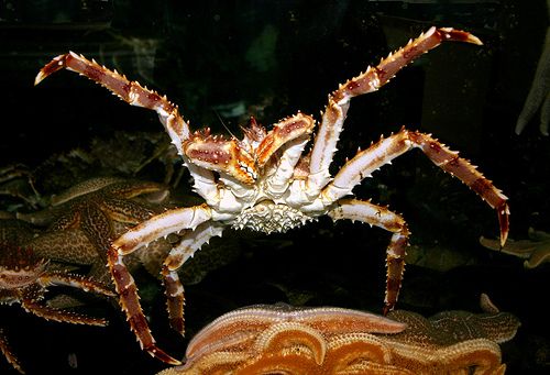 The red king crab is the culprit